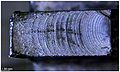 Thumbnail for version as of 14:06, 3 September 2026