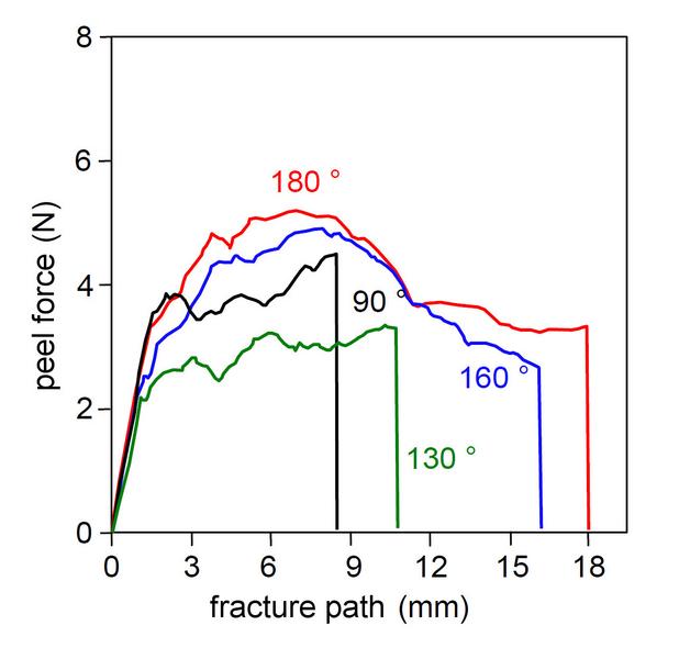 File:Fixed-Arm-Peel Fig-2.jpg