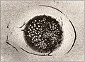 Thumbnail for version as of 08:49, 4 September 2026