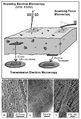 Thumbnail for version as of 13:38, 3 September 2026