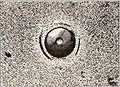 Thumbnail for version as of 08:49, 4 September 2026